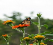 2020 09 01 LyndaleParkRoseGarden 015